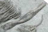 Fossil Crinoid Plate (Two Species) - Crawfordsville, Indiana #358063-2